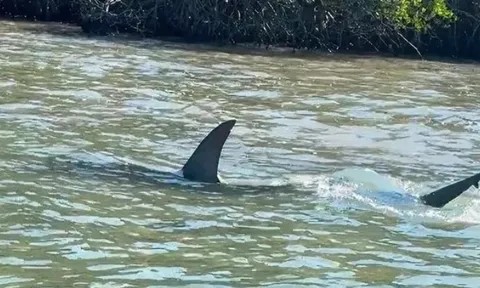 CLIP: Cá mập đầu búa lao như tên bắn truy đuổi cá đuối gai độc