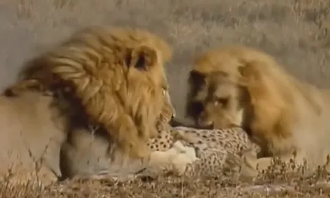 CLIP: Sư tử tung đòn chớp nhoáng hạ gục báo săn