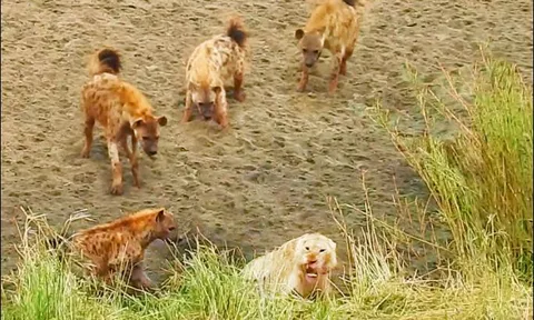 CLIP: Linh cẩu liều lĩnh tấn công sư tử và cái kết đầy bất ngờ