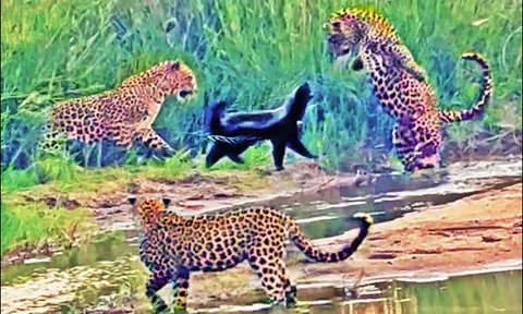 CLIP: 'Kẻ bố đời' lửng mật một mình quyết chiến 3 báo hoa mai