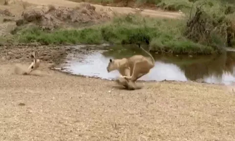 CLIP: Linh dương impala 'bẻ lái' ngoạn mục, khiến sư tử 'hít bụi' trong bất lực