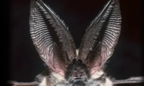 Bí ẩn thính giác siêu phàm: Loài vật nào nghe 'đỉnh' nhất hành tinh?