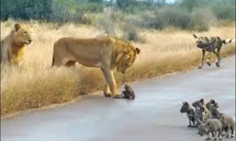 CLIP: Bị sư tử phục kích, bầy chó hoang mất con trên đường ‘tìm nhà mới’