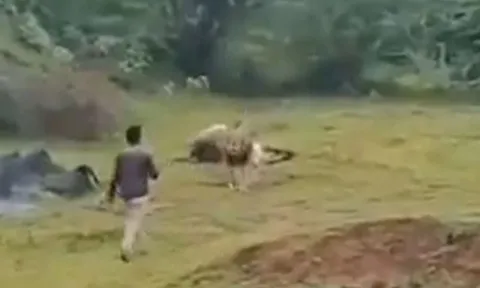 CLIP: Người đàn ông liều mình tới gần sư tử để quay phim và cái kết 'thót tim'