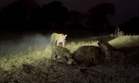 CLIP: Cuộc hỗn chiến dữ dội trong đêm giữa sư tử, linh cẩu và chó hoang