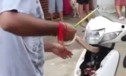 CLIP: Dùng tay không tóm gọn rắn hổ mang 'khủng' trong xe máy 