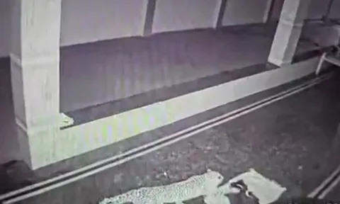 CLIP: Nửa đêm, báo hoa mai lẻn vào nhà dân bắt chó