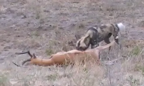 CLIP: Linh dương Impala bị cắn lòi ruột vẫn tử chiến với bầy chó hoang