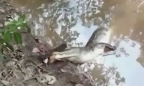 CLIP: Đi săn lươn điện, cá sấu nhận bài học nhớ đời