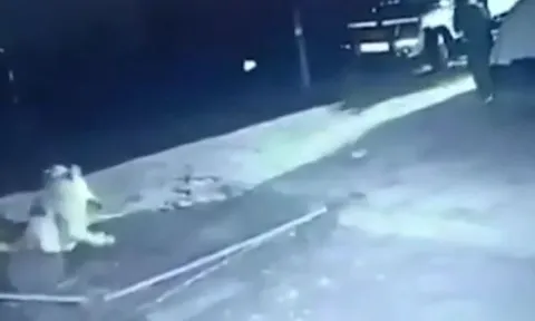 CLIP: Thấy sư tử tấn công bò nhà, người đàn ông liều mình ra xua đuổi kẻ đi săn và cái kết 'thót tim