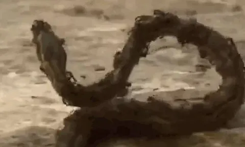 CLIP: Đi lạc vào địa bàn của kiến lửa, trăn đá 'khủng' nhận cái kết đầy đau đớn