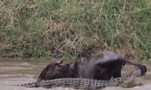CLIP: Bị cá sấu cắn đuôi kéo xuống sông, linh dương đầu bò vẫn thoát chết ngoạn mục