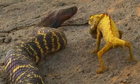 CLIP: Tắc kè hoa đối đầu rắn hổ mang ngựa vằn khổng lồ