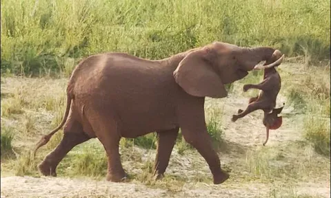 CLIP: Voi mẹ thương tiếc con chết non bằng cách ‘bế’ đi khắp nơi