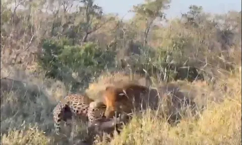 CLIP: Mải săn lợn bướu, báo hoa mai suýt bị sư tử đoạt mạng