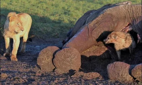 CLIP: Bị sư tử ‘đánh úp’, linh cẩu chui thẳng vào xác voi ẩn nấp