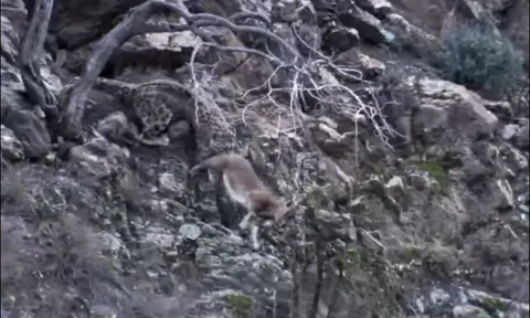 CLIP: Cuộc chiến sinh tử giữa báo tuyết và dê núi trên vách đá cheo leo