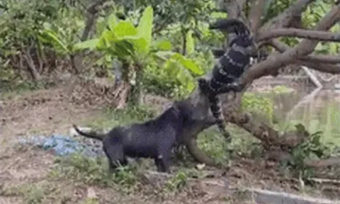 CLIP: Chó Pitbull bảo vệ chủ, dũng mãnh tấn công thằn lằn khổng lồ