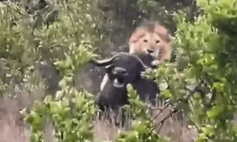 CLIP: Cặp sư tử phối hợp tấn công, hạ gục trâu rừng khổng lồ trong chớp mắt
