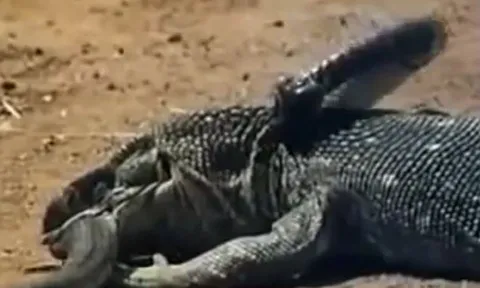 CLIP: Rắn hổ mang chúa liều mình đối đầu rồng Komodo và cái kết nghiệt ngã