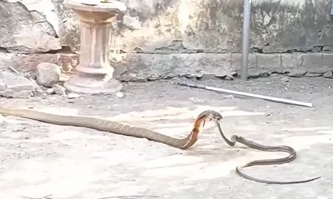 CLIP: Rắn ráo gan dạ đối đầu hổ mang chúa 'khủng'