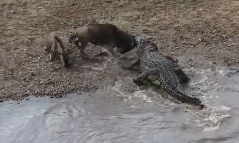 CLIP: Cá sấu khổng lồ hạ sát linh dương đầu bò ngay bờ sông