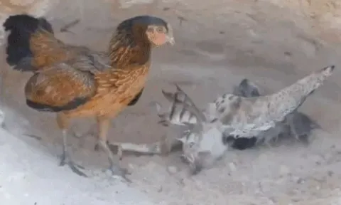 CLIP: Diều hâu sà xuống vồ gà con bị dính đòn hiểm phải gục ngã