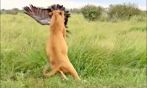 CLIP: Sư tử ra đòn chớp nhoáng, đoạt mạng kền kền trong nháy mắt