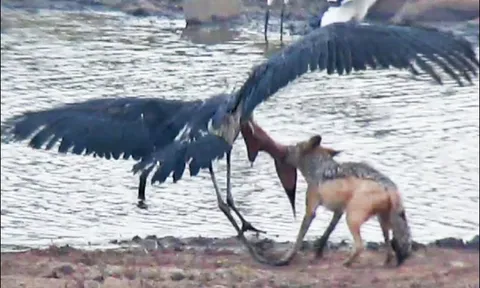 CLIP: Chó rừng hạ gục cò khổng lồ trong cuộc đi săn ngoạn mục