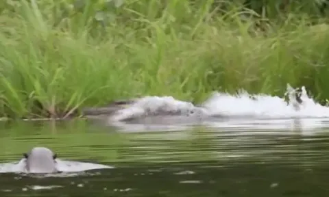 CLIP: Xâm nhập lãnh địa đàn rái cá khổng lồ, cá sấu Caiman bỏ chạy thục mạng chỉ sau ít phút