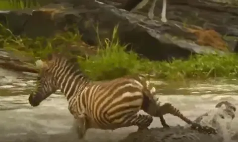 CLIP: Bị cá sấu tấn công khi đang vượt sông, ngựa vằn đạp lên lưng đối thủ để thoát thân
