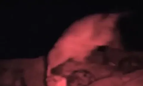 CLIP: Ban ngày bị tấn công, tới đêm bầy linh cẩu quay lại cắn chết sư tử để trả thù