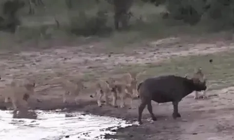 CLIP: Bị 11 con sư tử truy sát, trâu rừng vẫn có màn thoát thân ngoạn mục