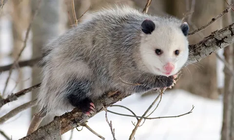 Đôi điều cần biết về bậc thầy 'diễn sâu' trong thế giới động vật 