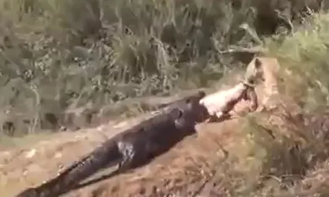 CLIP: Vừa hạ gục được linh dương, cá sấu đã bị sư tử cướp mồi trắng trợn