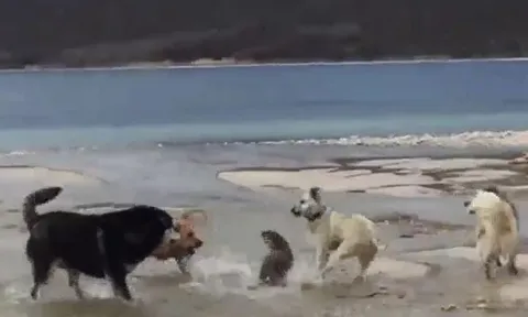 CLIP: Rái cá đơn độc đấu 4 con chó nhà và màn thoát thân ngoạn mục dưới hồ