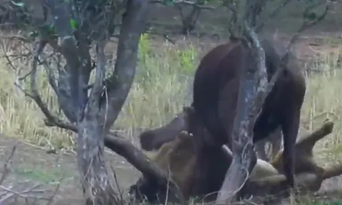 CLIP: Sư tử đực hạ gục hai mẹ con trâu rừng dã man