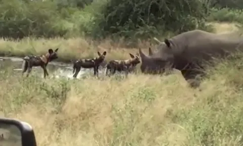 CLIP: Bầy chó hoang liều lĩnh săn tê giác và cái kết bất ngờ