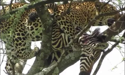 CLIP: Khoảnh khắc báo hoa mai lao từ trên cây xuống hạ gục ngựa vằn trong chớp mắt