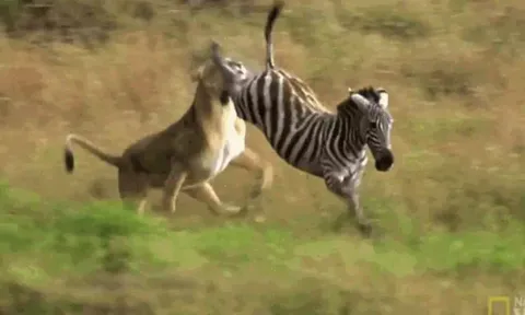 CLIP: Đi săn ngựa vằn, sư tử lãnh cú đá 'trời giáng' từ con mồi