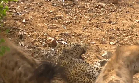 CLIP: Báo hoa mai bị đàn linh cẩu hung hãn cắn xé