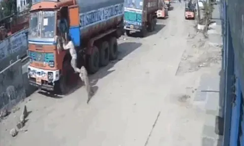 CLIP: Vồ hụt người đàn ông, báo hoa mai bị đàn chó hoang truy sát và cái kết