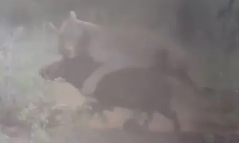 CLIP: Lợn rừng liều mạng quật ngã sư tử để thoát thân nhưng gặp cái kết không ngờ