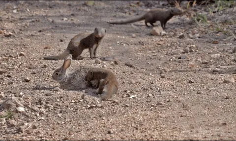 CLIP: Đàn cầy mongooses tấn công thỏ rừng