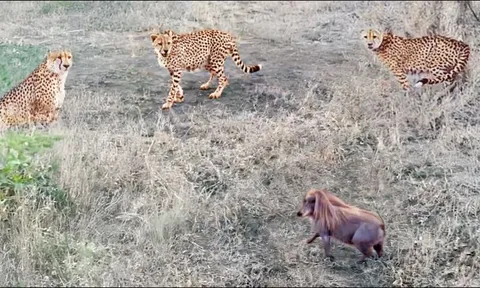 CLIP: Lợn bướu hung dữ, đuổi 3 con báo cheetah chạy ‘trối chết’