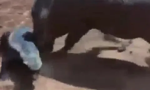 CLIP: Hết chọc giận lợn lòi, lửng mật lại liều mình thách thức linh cẩu