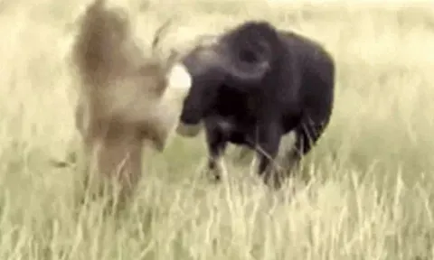 CLIP: Một mình săn trâu rừng, sư tử đực bị húc ngã chổng vó