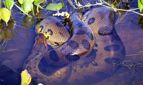 Top 10 ‘quái vật’ nguy hiểm nhất rừng Amazon