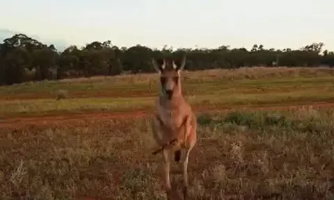 CLIP: Kangaroo hung hăng truy sát, tung đòn hạ gục flycam đang bay