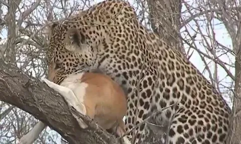 CLIP: Báo hoa mai ngoạm cổ lôi chó nhà lên cây, không ngờ con mồi vẫn thoát thân ngoạn mục